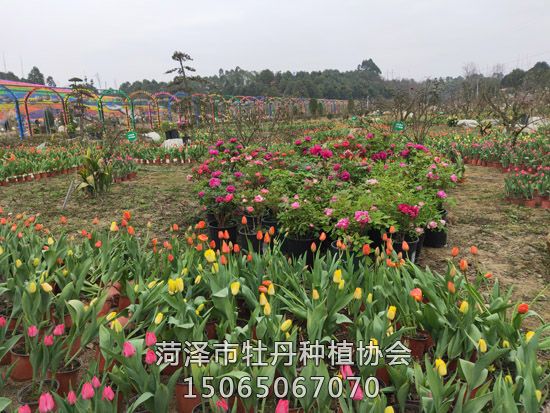 113717696632029785 副本.jpg