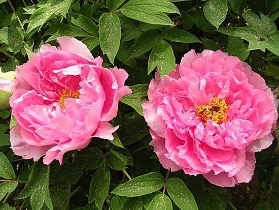 肉芙蓉.jpg